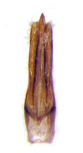 Melanotus hyslopi