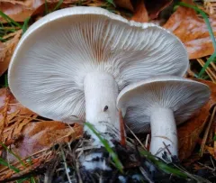 Cloudy Clitocybe thumbnail 4