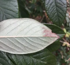 Late cotoneaster thumbnail 3