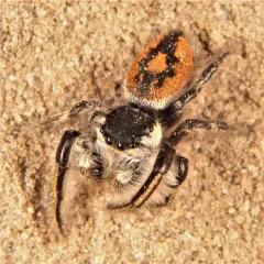 Phidippus insignarius thumbnail 3