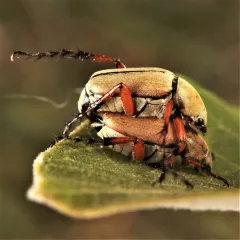 American Rose Chafer thumbnail 3