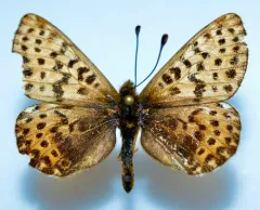 Polaris Fritillary thumbnail 1