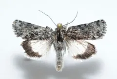Sympistis heliophila thumbnail 3
