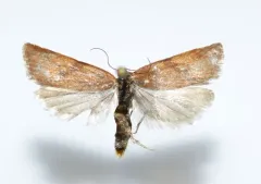 Clepsis moeschleriana thumbnail 2