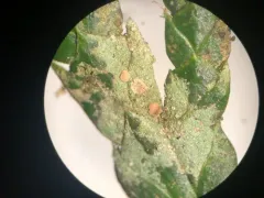 Pale Leaf-Dot thumbnail 1