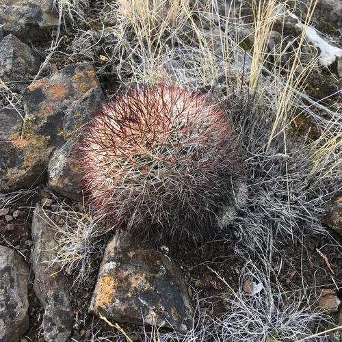 Columbia Plateau Cactus