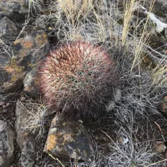 Columbia Plateau Cactus thumbnail 1