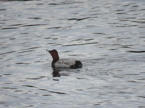 Common Pochard