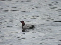 Common Pochard thumbnail 1