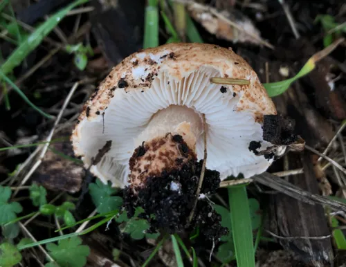 Lepiota carinii