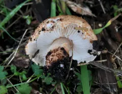 Lepiota carinii thumbnail 1