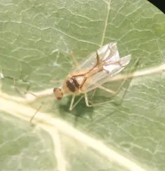 Hyaliodes vitripennis thumbnail 2