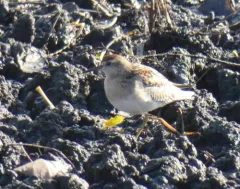 Sharp-tailed Sandpiper thumbnail 2