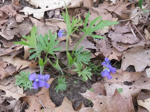 Viola baxteri
