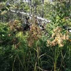 woolgrass thumbnail 3