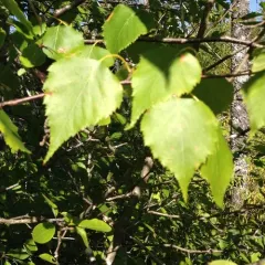 gray birch thumbnail 4