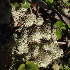 Star-tipped Reindeer Lichen thumbnail 4