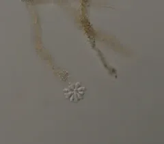Anthophysa vegetans thumbnail 2
