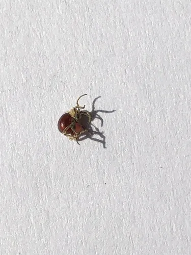 Shiny Spider Beetle