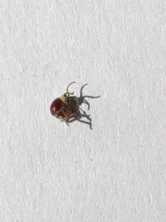 Shiny Spider Beetle thumbnail 1