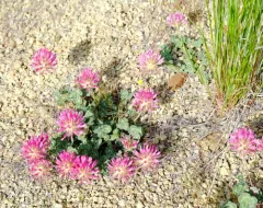 Owyhee clover thumbnail 4