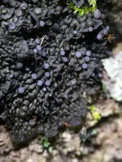 Blistered Jelly Lichen thumbnail 2
