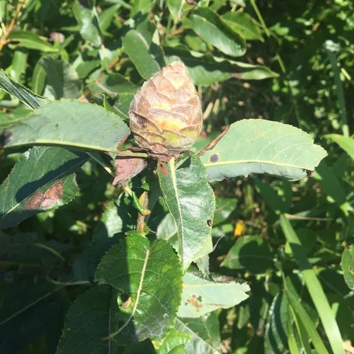 Willow Pinecone Gall Midge