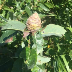 Willow Pinecone Gall Midge thumbnail 1