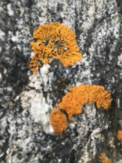 Athallia scopularis thumbnail 3