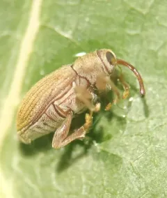 Tawny Ash Weevil thumbnail 2