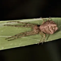 Tuberculated Crab Spider thumbnail 3