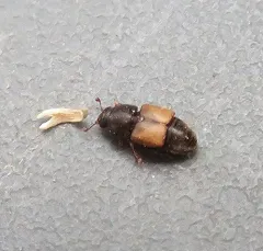 Cactus Sap Beetle thumbnail 2