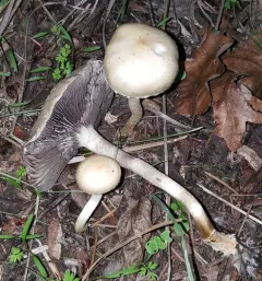Mulch Maids thumbnail 2