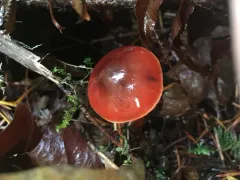 Cortinarius californicus thumbnail 4