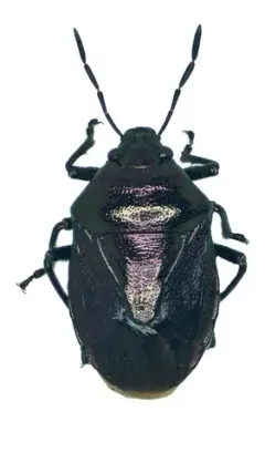 Blue Shield Bug thumbnail 4