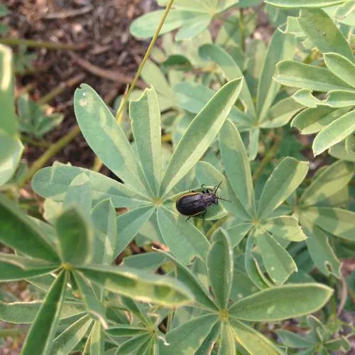 Galeruca rudis