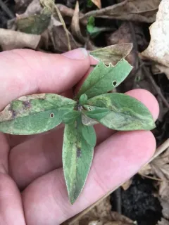 Liriomyza phloxiphaga thumbnail 2