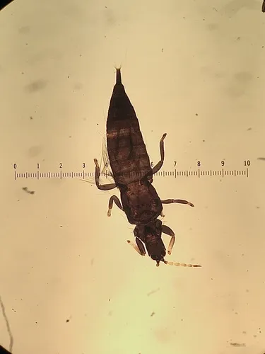 Mullein Thrips
