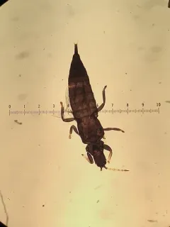 Mullein Thrips thumbnail 1