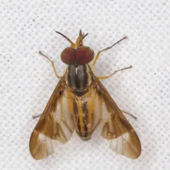 Chrysops pikei thumbnail 4