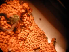 Oligonema favogineum thumbnail 1