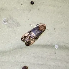 Grape Berry Moth thumbnail 2
