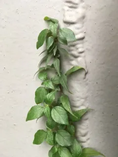 pellitory-of-the-wall thumbnail 2