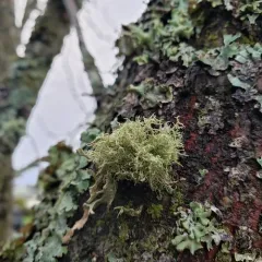 Bristly Beard Lichen thumbnail 2