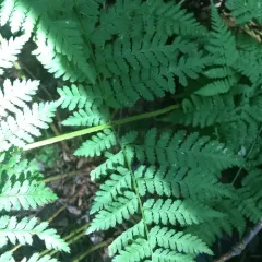 mountain wood fern thumbnail 2