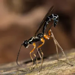 Podoschistus vittifrons thumbnail 3