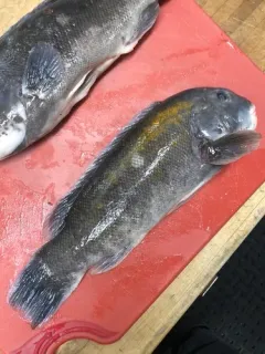 Tautog thumbnail 2