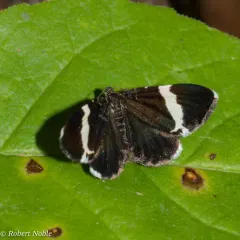White-striped Black thumbnail 4