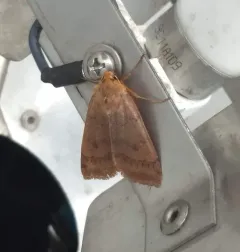 Footpath Sallow thumbnail 3