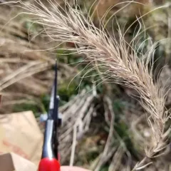 Canada wild rye thumbnail 3